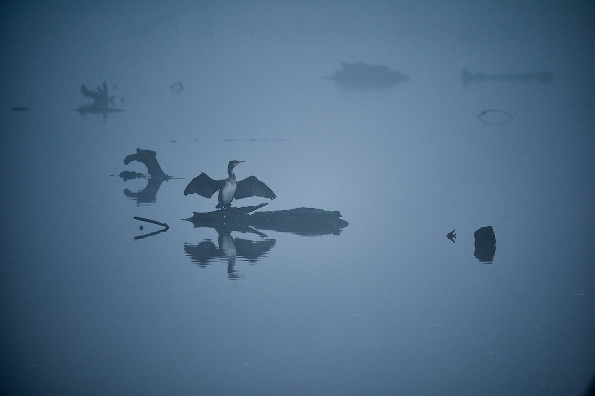 Great Cormorant - ML525509791