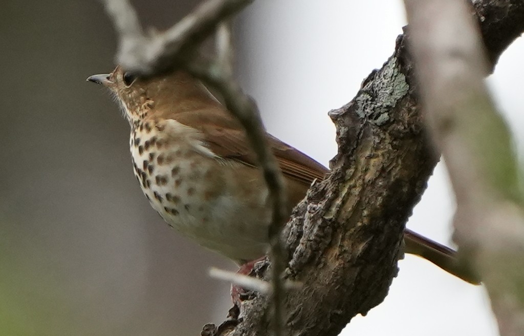 Münzevi Bülbül Ardıcı - ML525509961