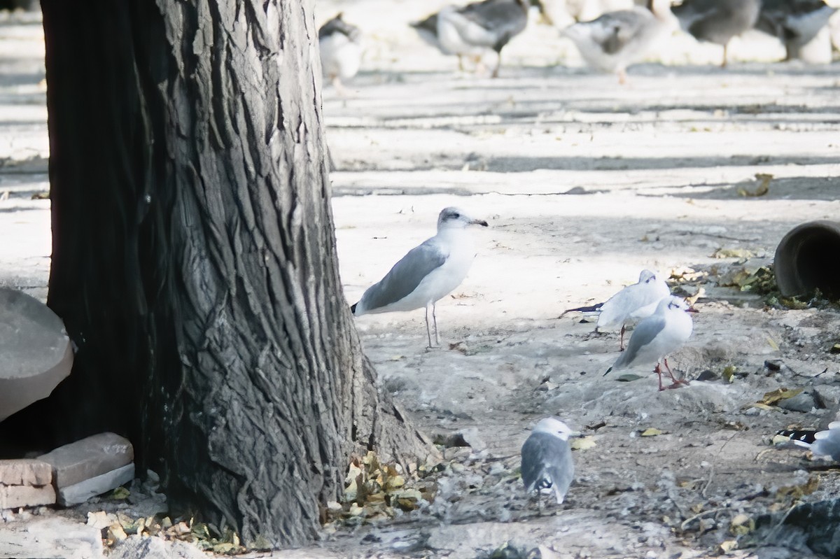 Pallas's Gull - ML525510661