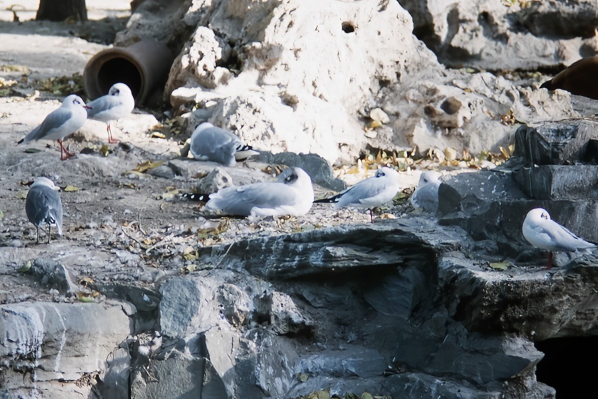 Pallas's Gull - Gary Rosenberg