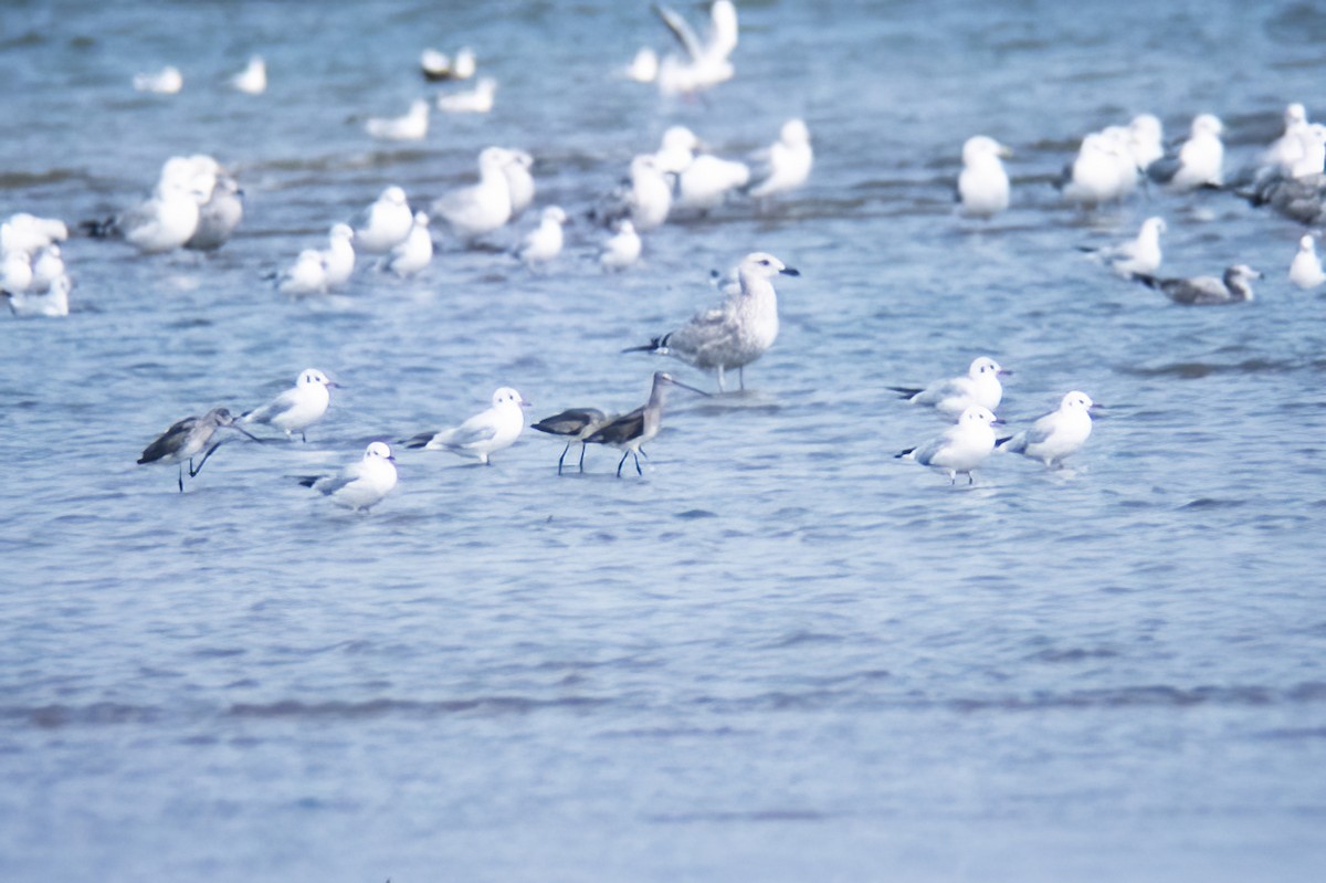 Black-tailed Godwit - ML525511671