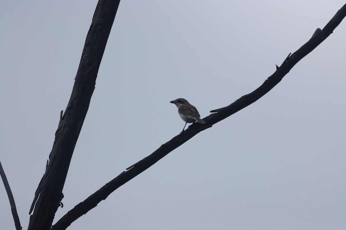 Brown Shrike - ML525511691