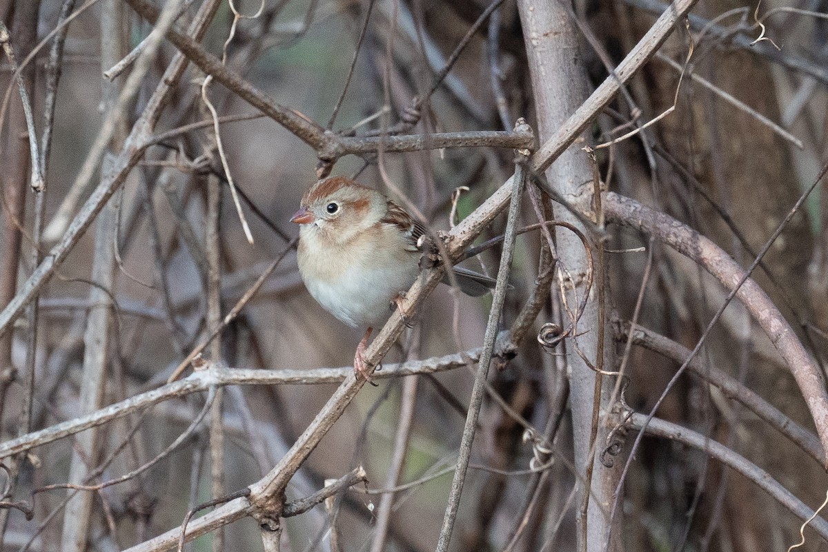 Field Sparrow - ML525512451