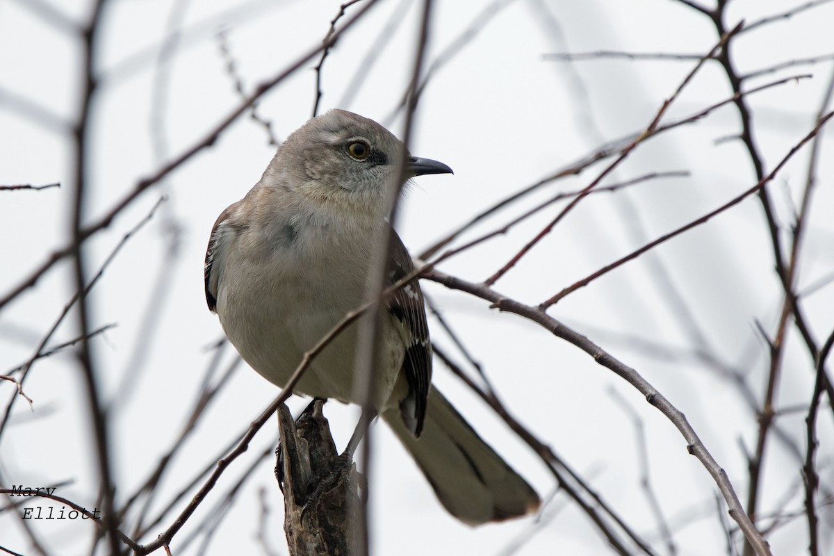 Northern Mockingbird - ML52551321