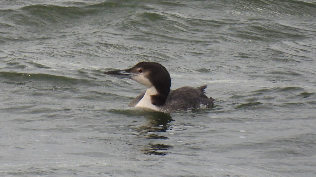 Common Loon - ML525513601