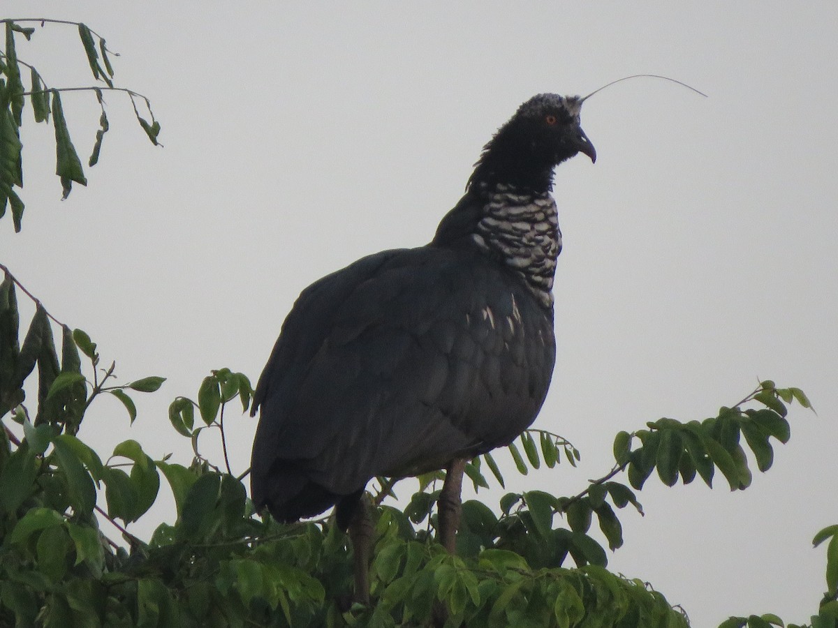 Horned Screamer - ML525514771