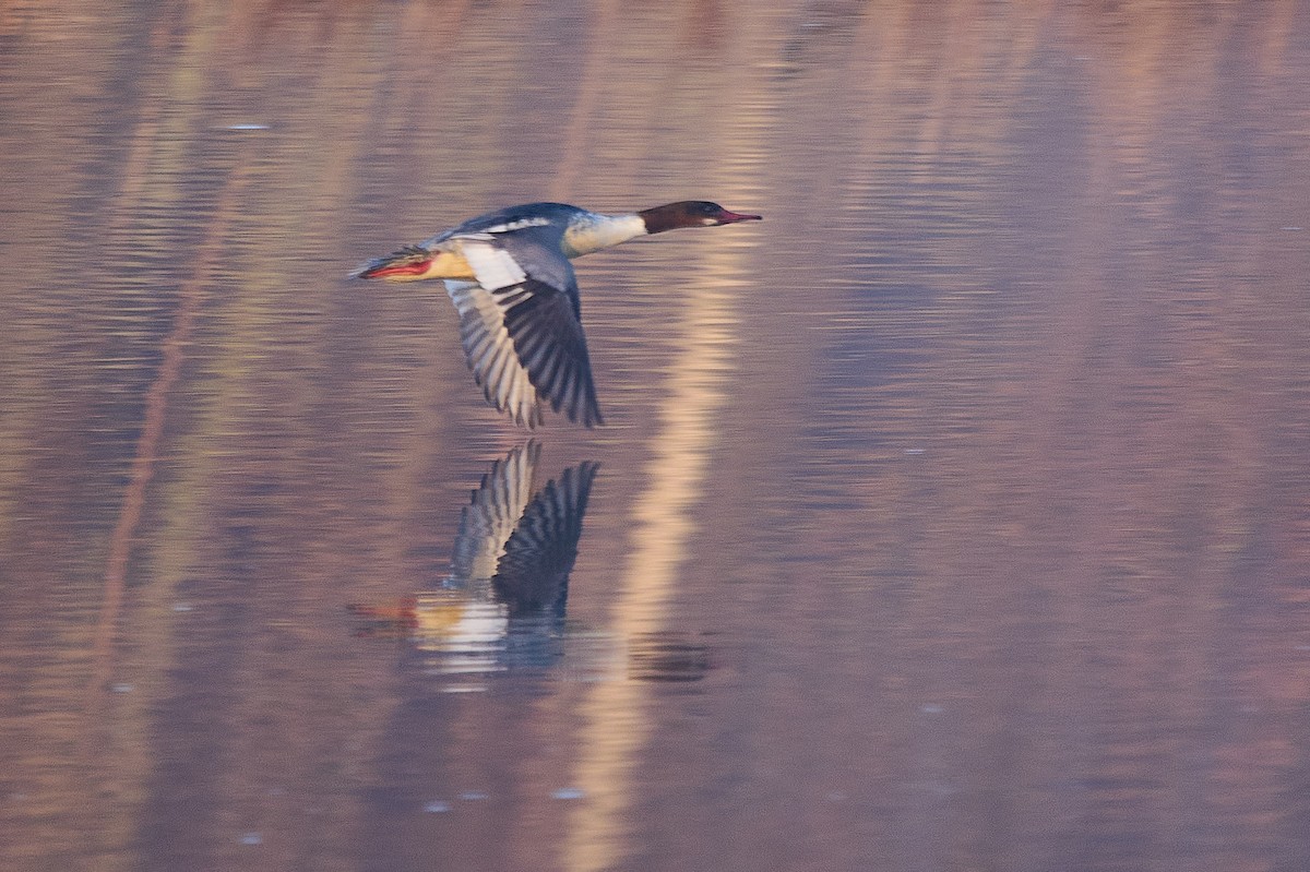 Common Merganser - ML525516301