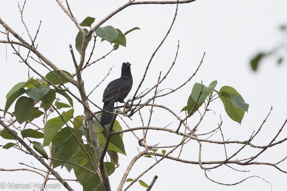 Obi Paradise-crow - ML525516871