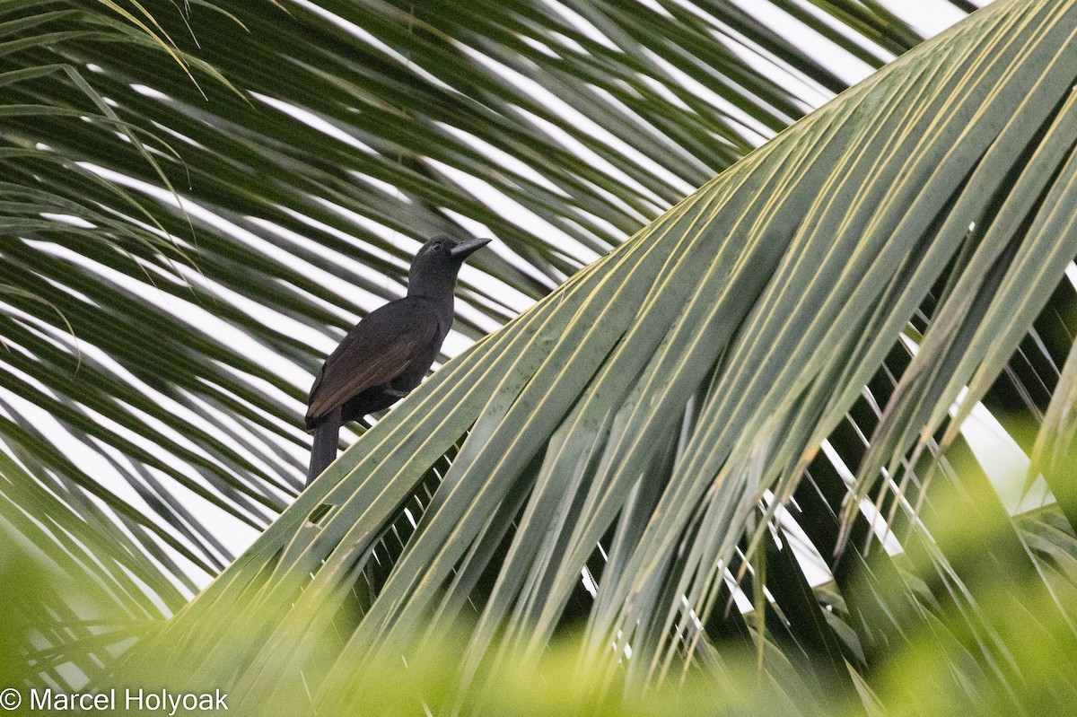 Obi Paradise-crow - ML525516881