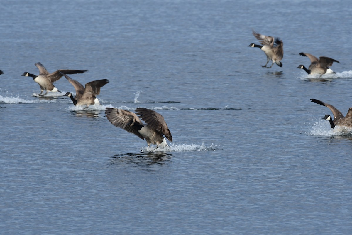 Canada Goose - ML525518011