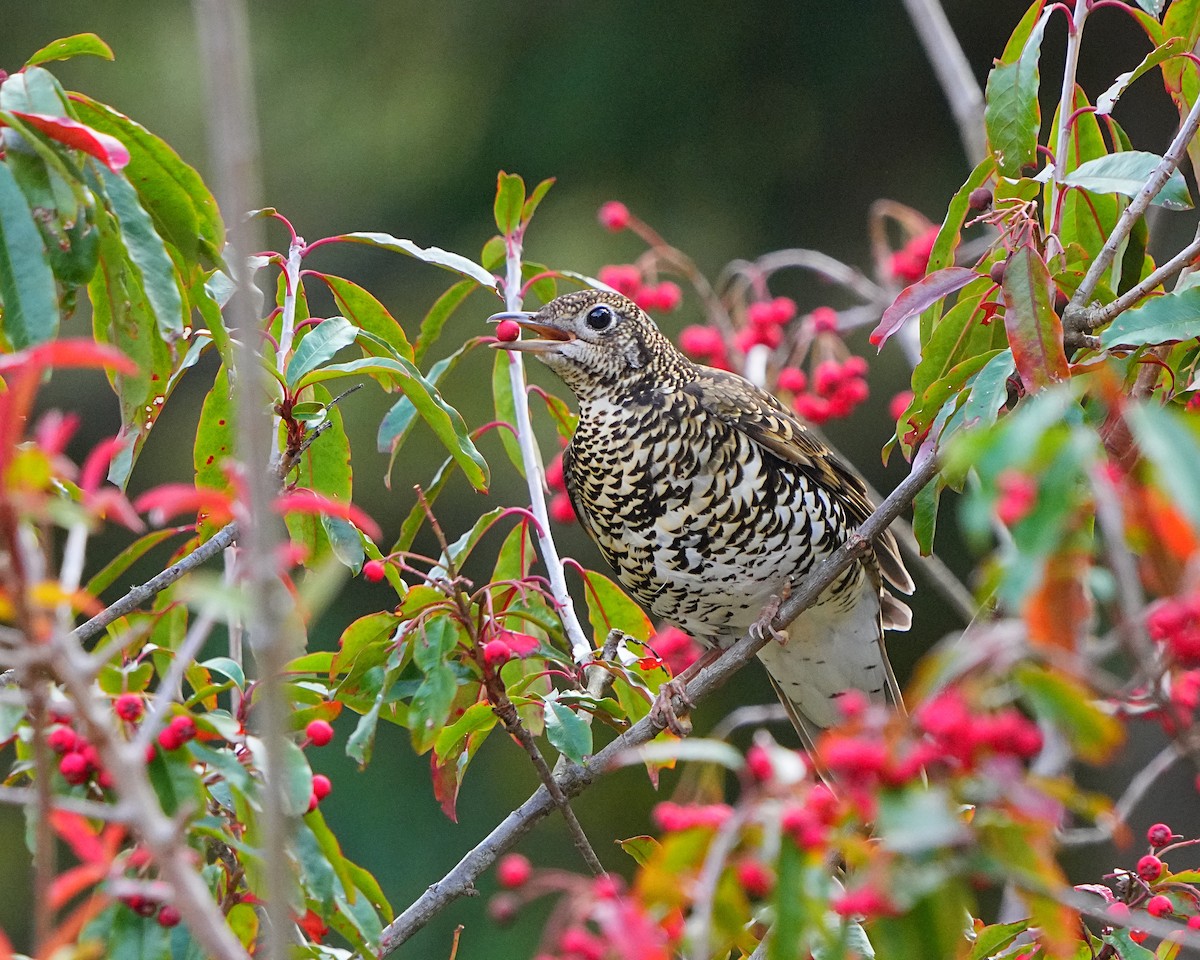 White's Thrush - ML525519481