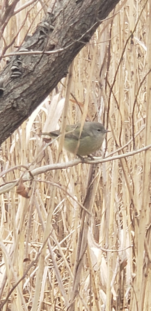 Orange-crowned Warbler - ML525519661