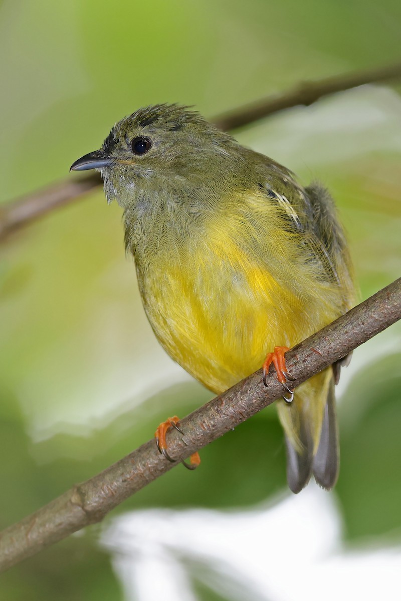 White-collared Manakin - ML525519771