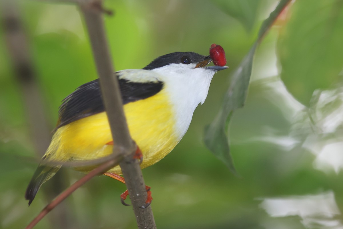 White-collared Manakin - ML525519781