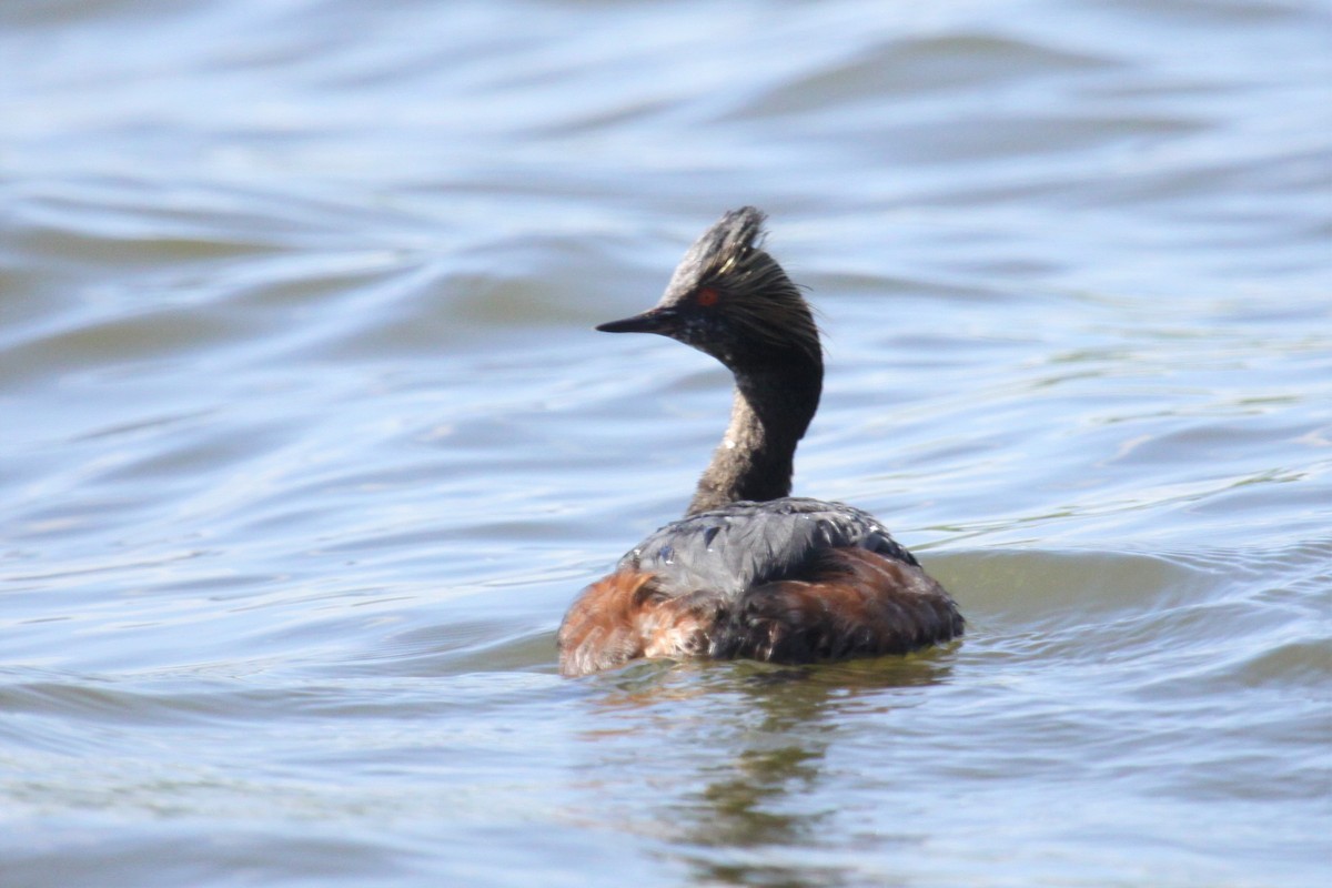 Eared Grebe - ML52551981