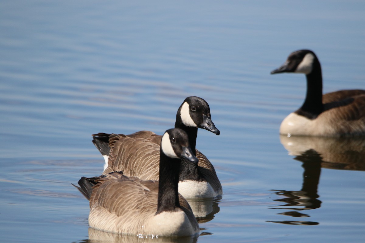 Canada Goose - ML52551991