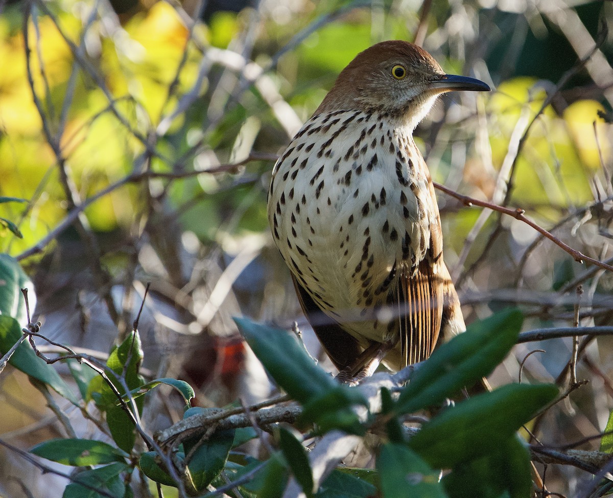 Brown Thrasher - ML525520681