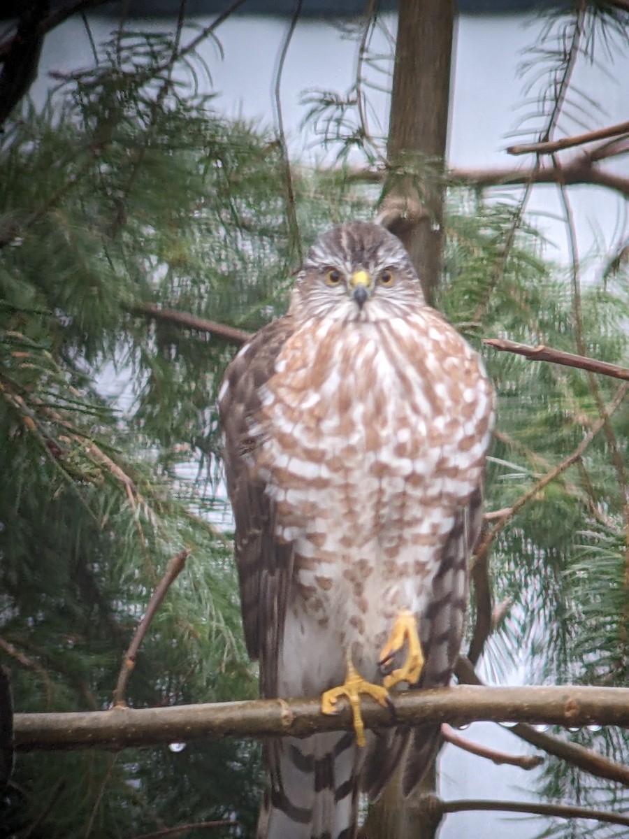 Sharp-shinned Hawk - ML525521761