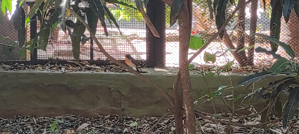 Tickell's Blue Flycatcher - ML525523781