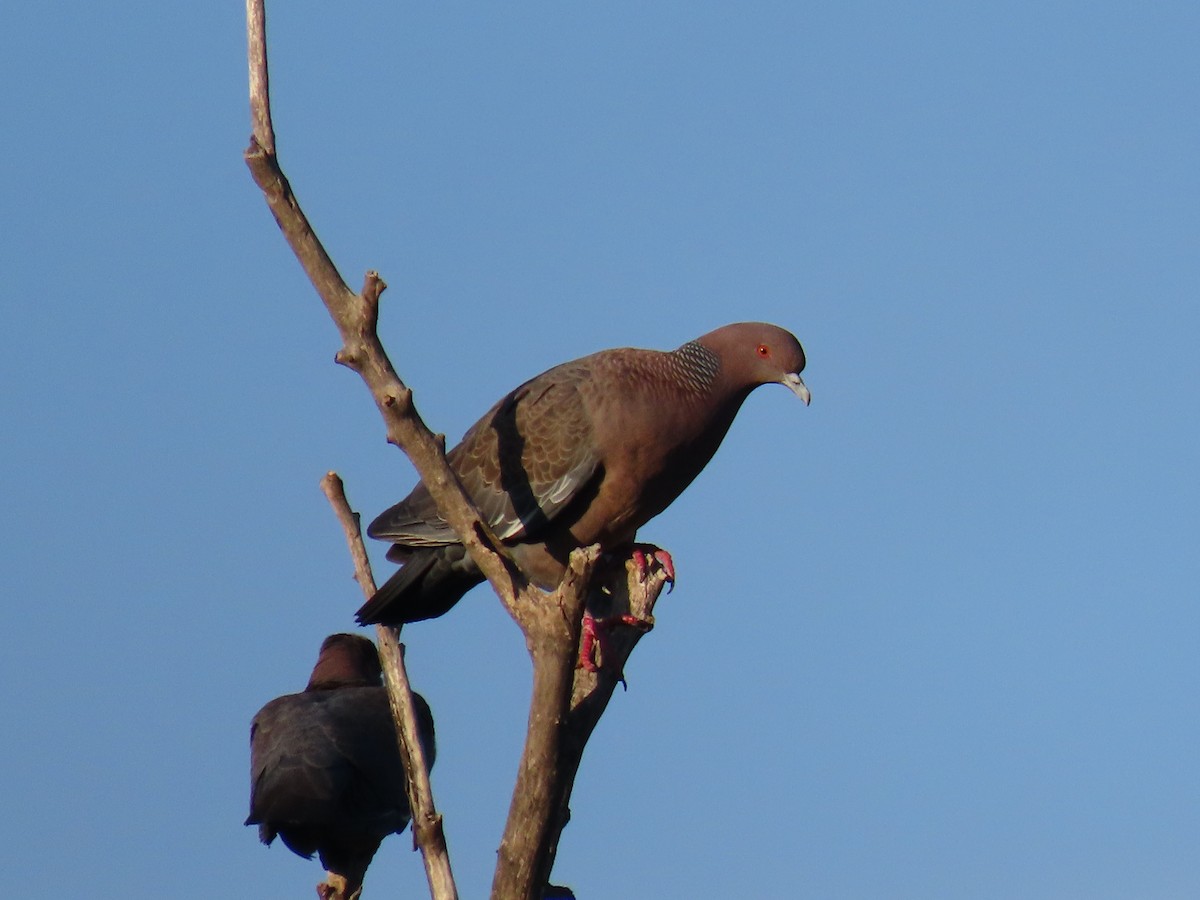 Picazuro Pigeon - ML525526881