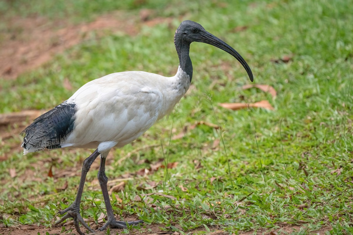 Ibis à cou noir - ML525528161