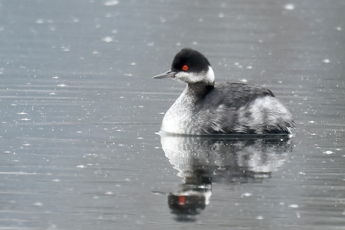 Eared Grebe - ML525528861