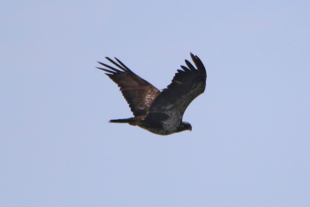 Bald Eagle - ML52552891