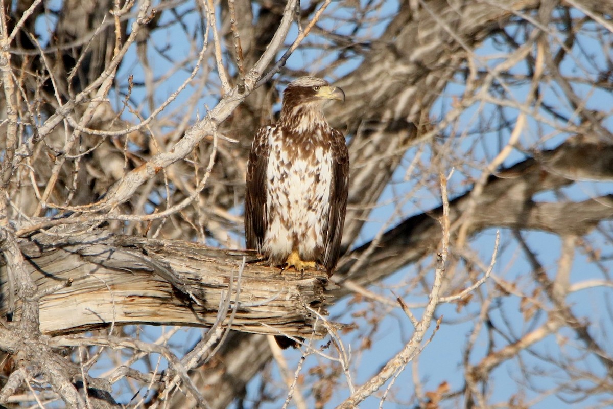 Bald Eagle - George Ho
