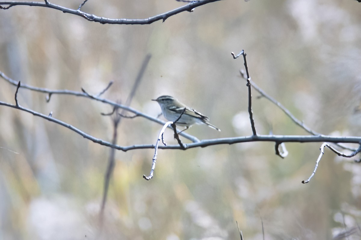 Yellow-browed Warbler - ML525529401