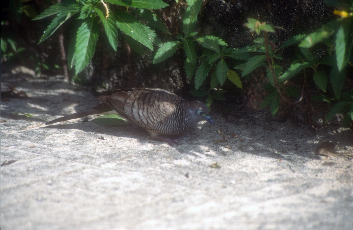 Zebra Dove - ML525529451