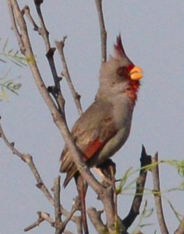 Cardinal pyrrhuloxia - ML52553161