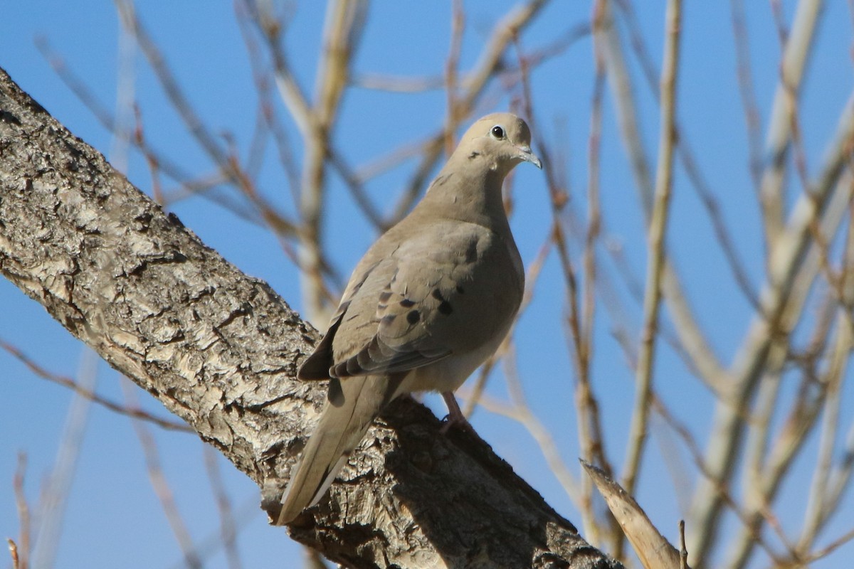 Mourning Dove - ML52553171