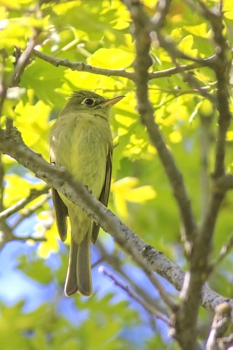 Western Flycatcher (Cordilleran) - ML52553181