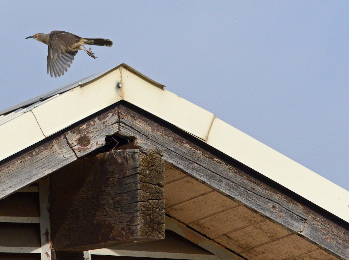 Curve-billed Thrasher - ML52553231