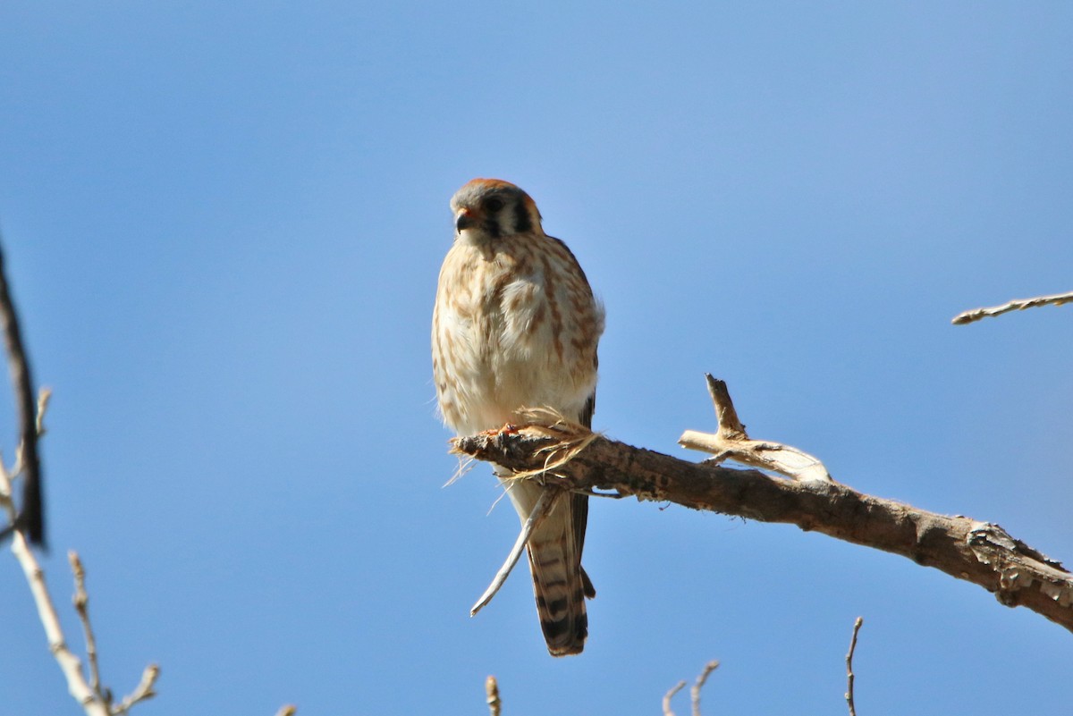 American Kestrel - ML52553301