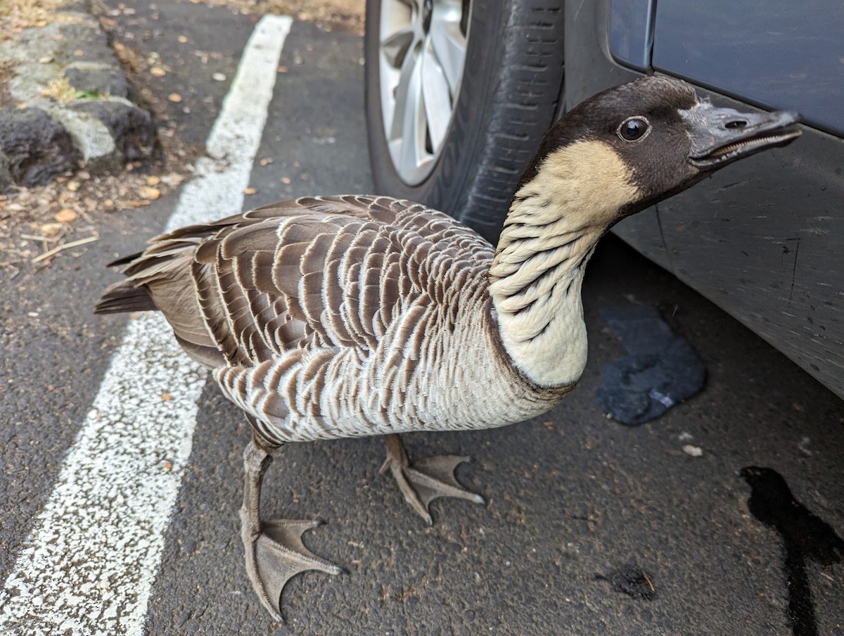 Hawaiian Goose - ML525533651