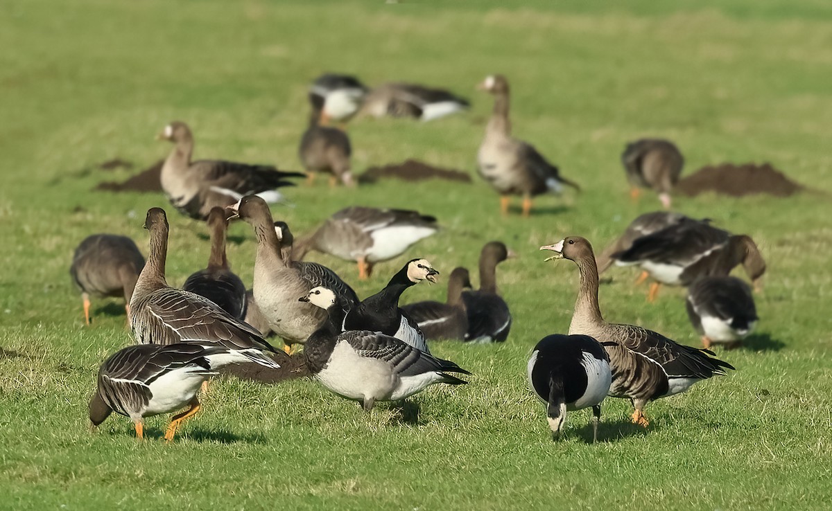 Branta musuzuria - ML525533921