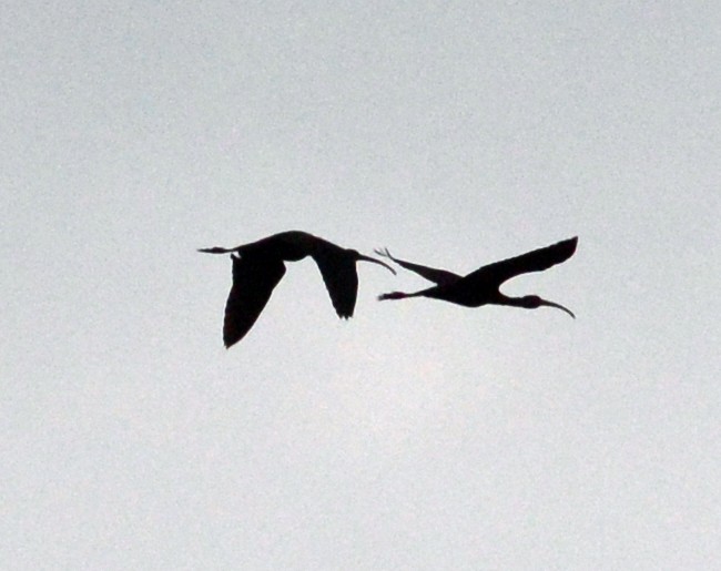 ibis americký - ML52553431