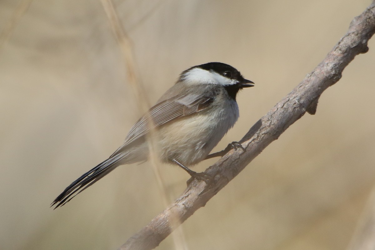 Black-capped Chickadee - ML52553441