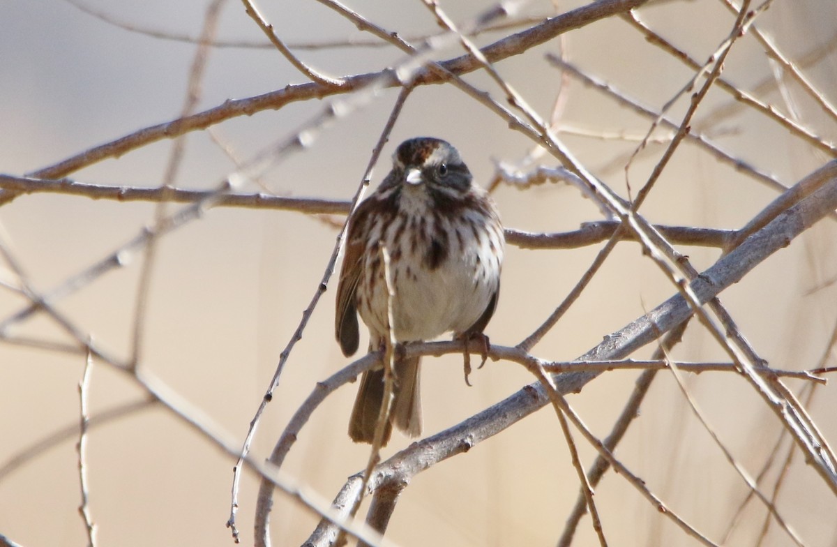 Song Sparrow - ML52553571