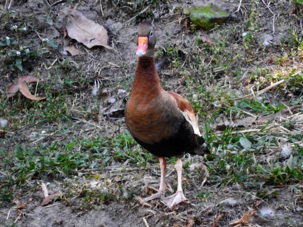Black-bellied Whistling-Duck - ML525536551