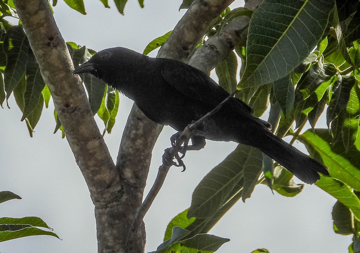 Scarlet-throated Tanager - José Silvestre Vieira