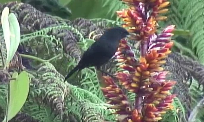 Black Flowerpiercer - ML525537661