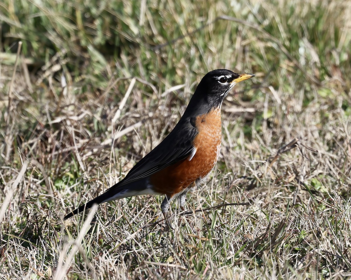 American Robin - ML525538681