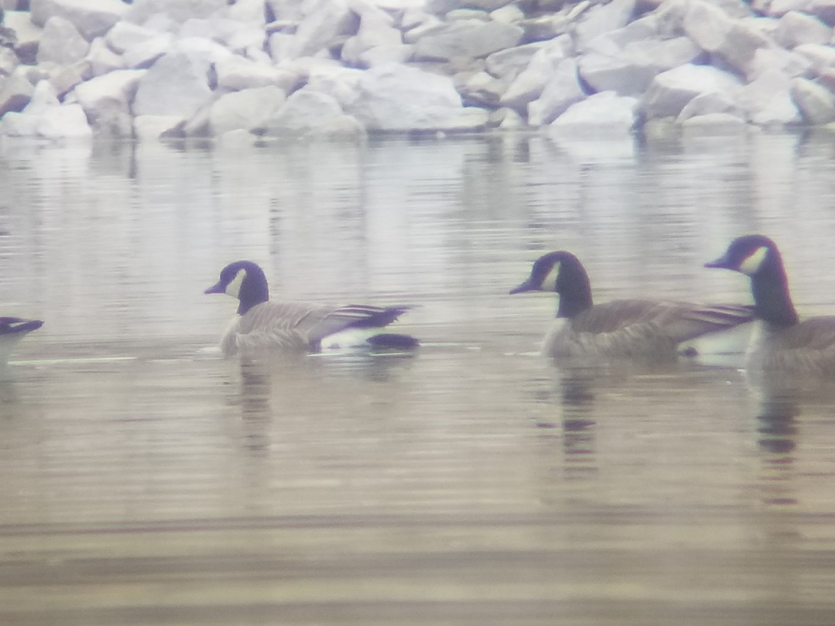 Branta kanadar txikia - ML525539101