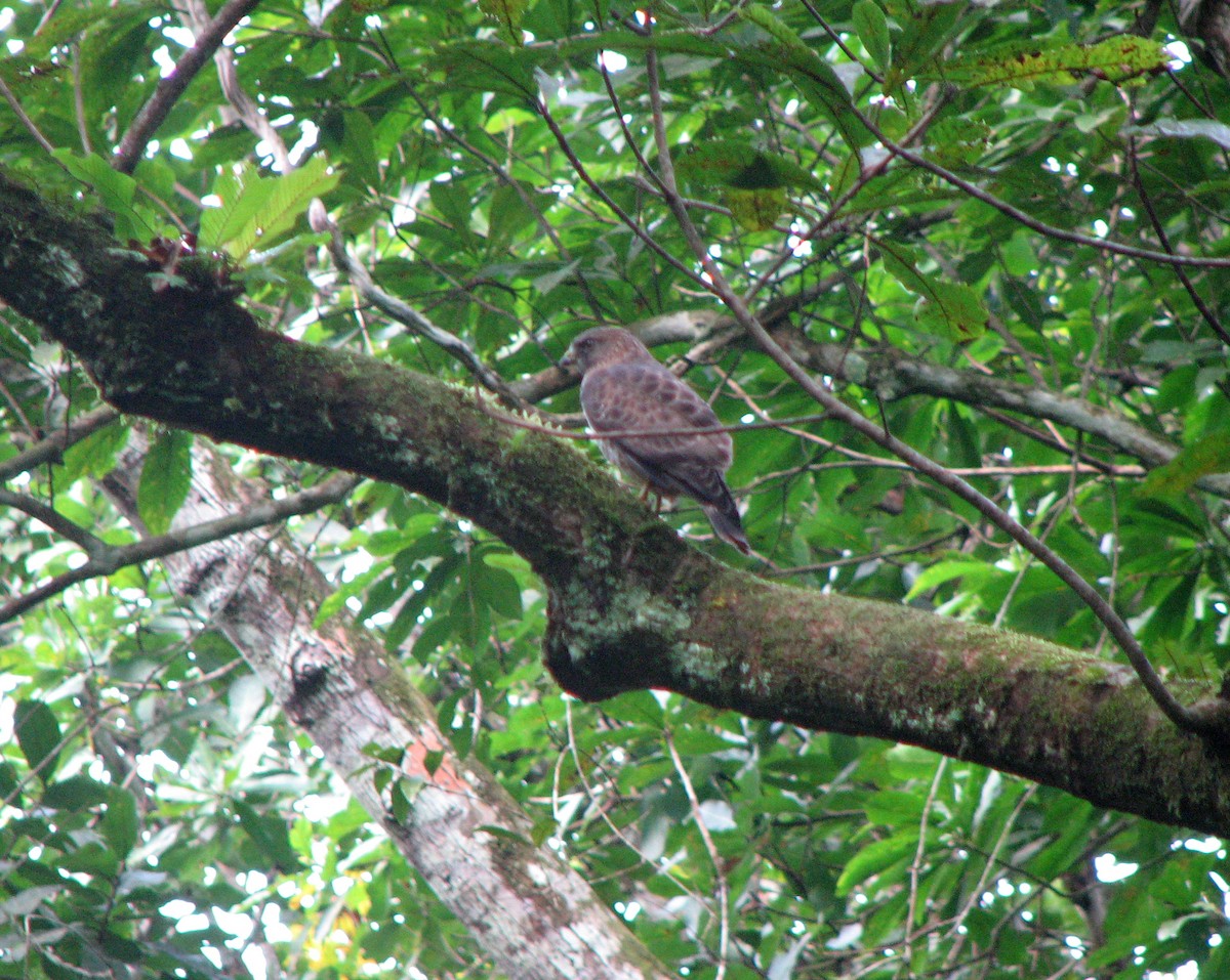 Broad-winged Hawk - ML525539631