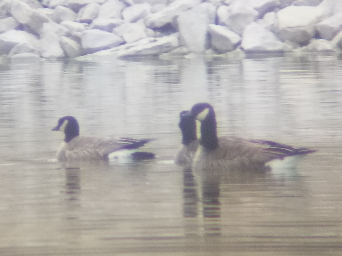 Branta kanadar txikia - ML525540391