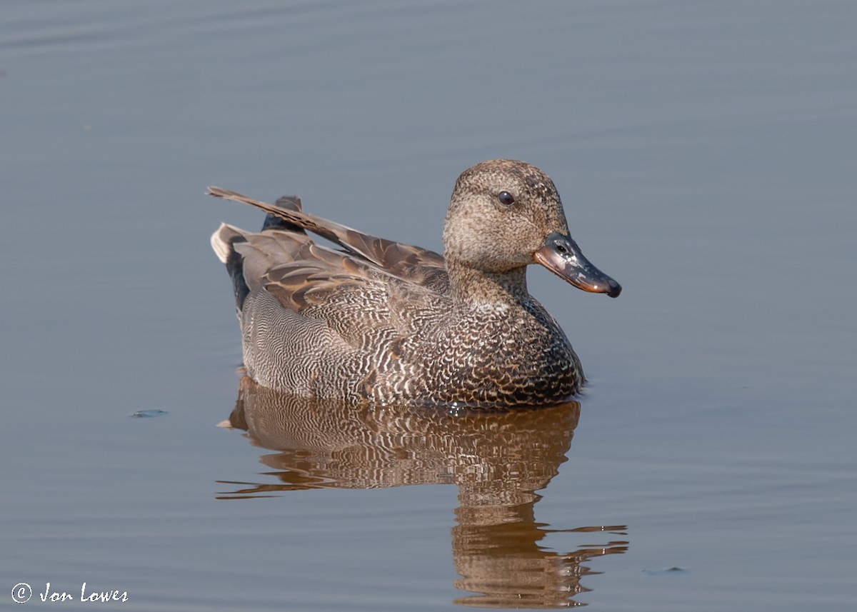 赤膀鴨(strepera) - ML525542261