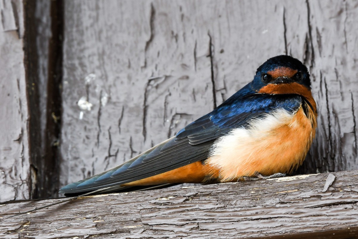 Barn Swallow - ML525543551