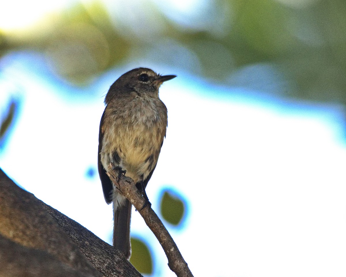 African Dusky Flycatcher - ML525544181